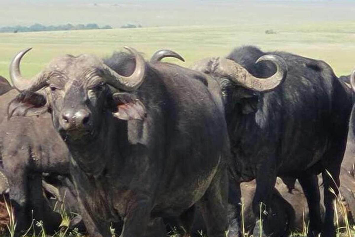 o turmă de bivoli stând pe un câmp