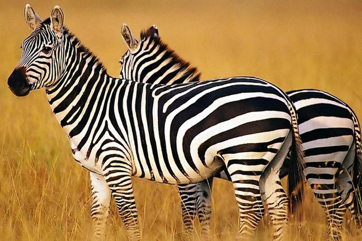 two zebras standing in a field of tall grass
