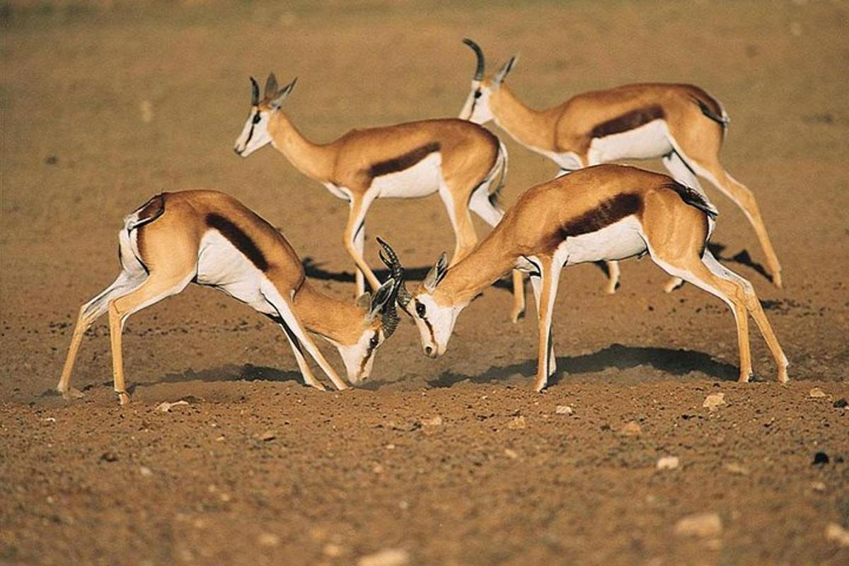 a group of gazelles playing in the dirt