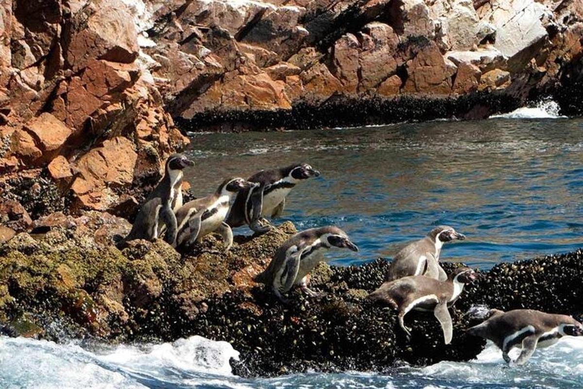 um grupo de pinguins em pé nas rochas perto da água
