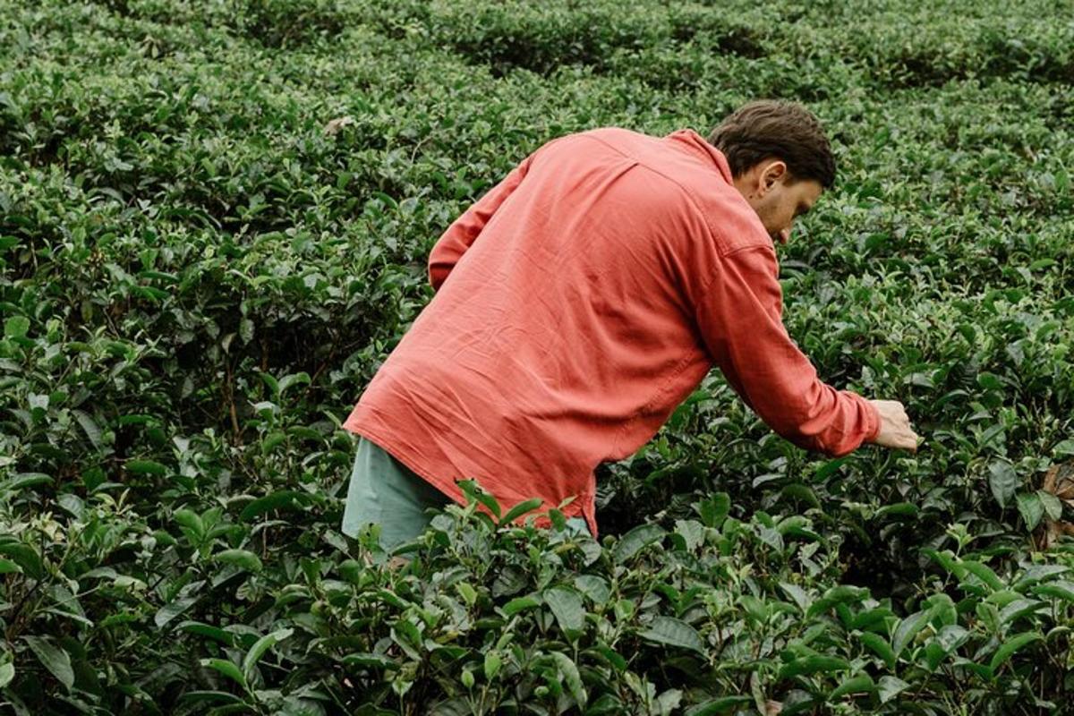 a man walking through a field of bushes