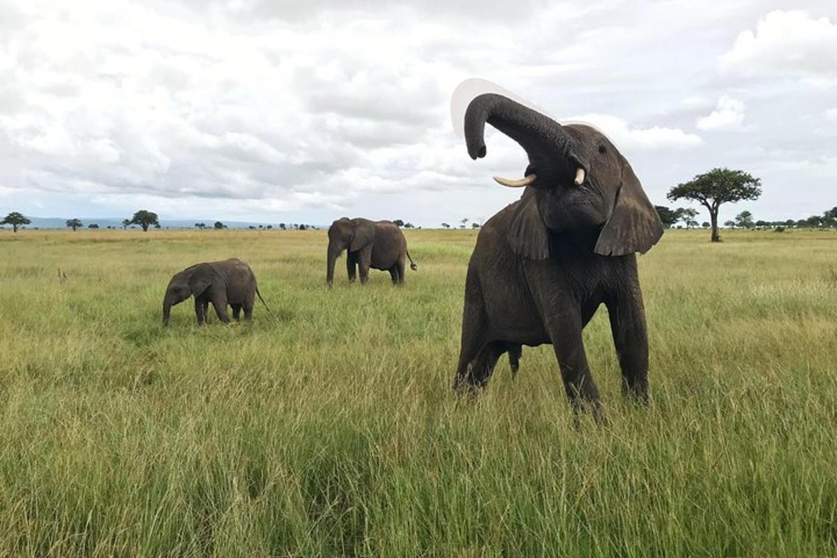 an elephant standing in a field with its trunk in the air