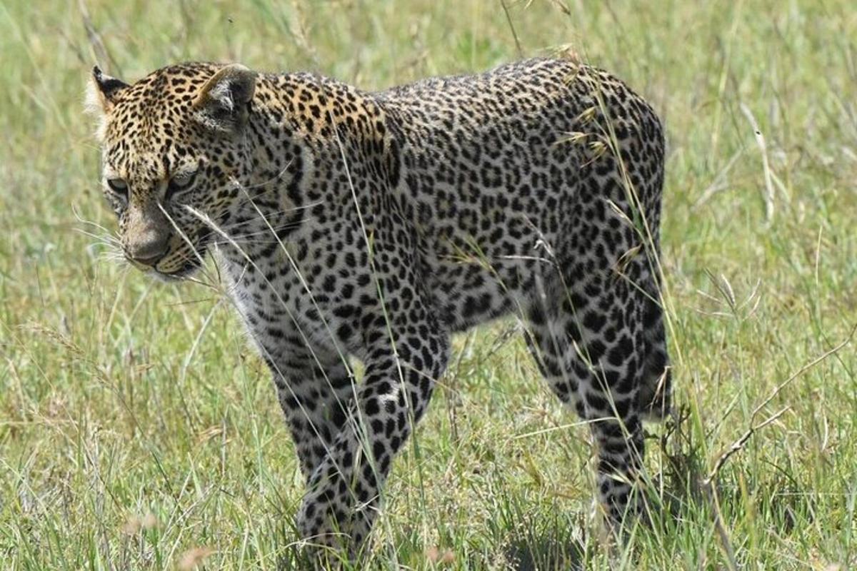 leopard kráčející po travnatém poli