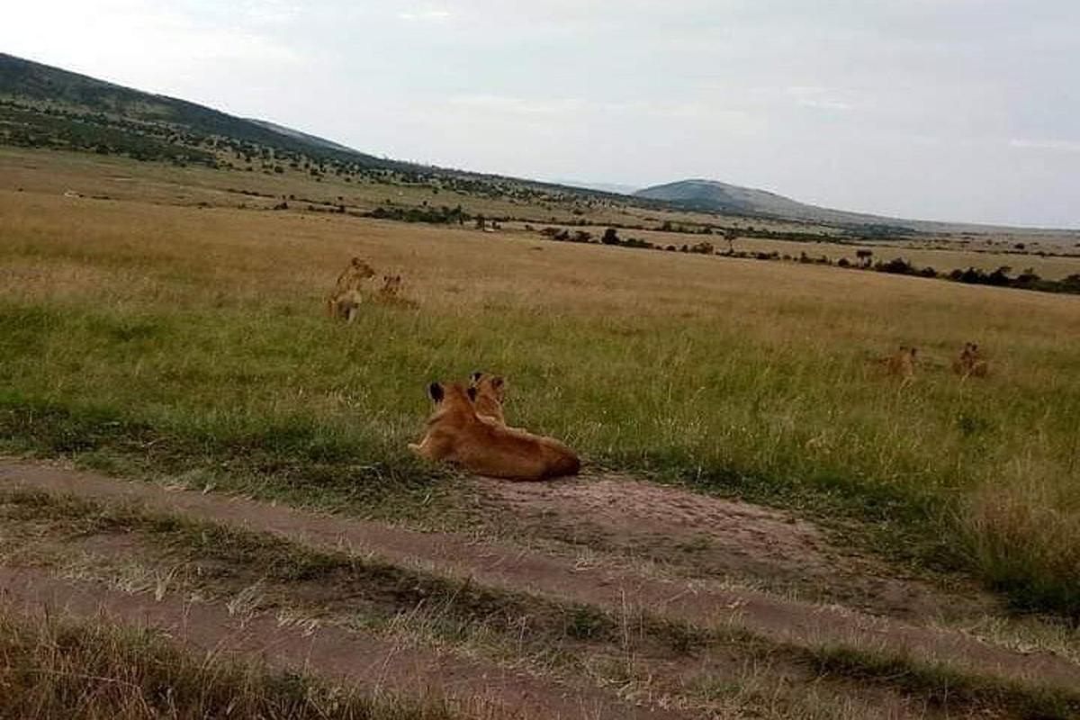 kůň ležící v trávě na poli