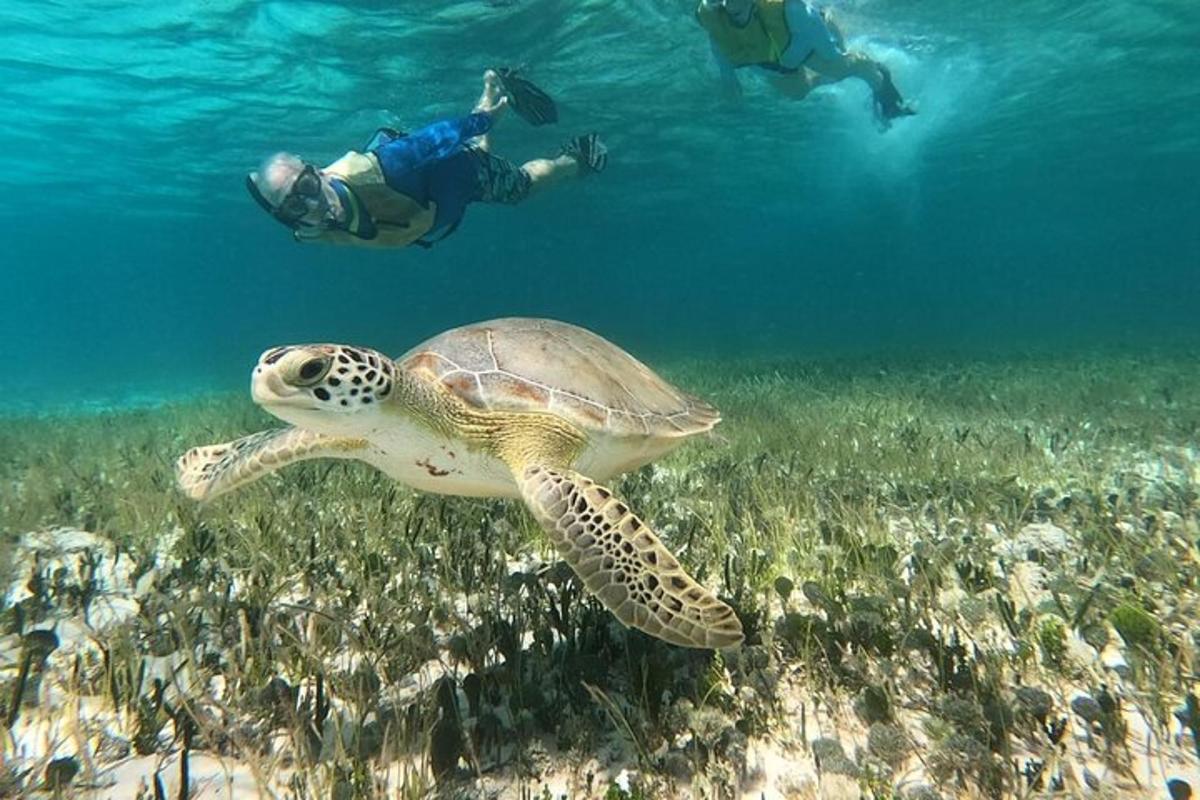 一只海龟在海里游泳，两个人在水下
