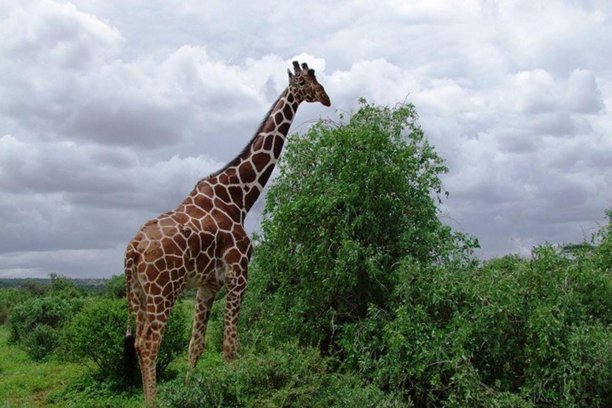 uma girafa parada ao lado de uma árvore em um campo