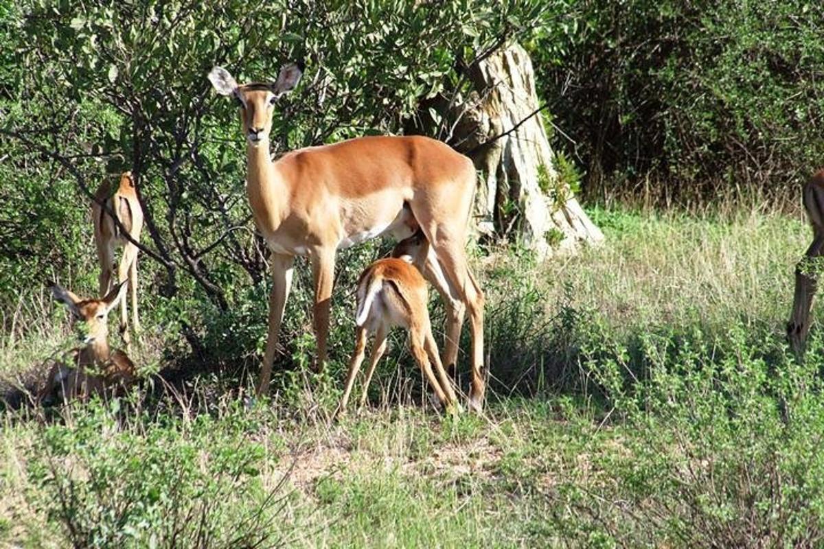 uma gazela e seu filhote em pé em um campo