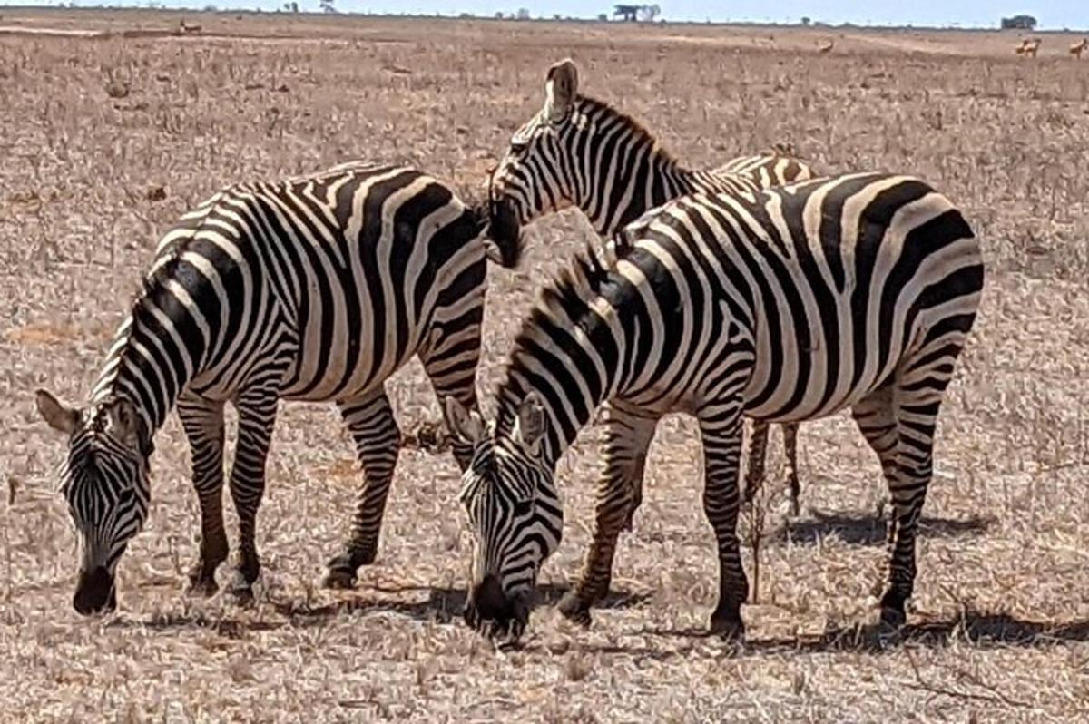 drei Zebras grasen auf einer trockenen Wiese