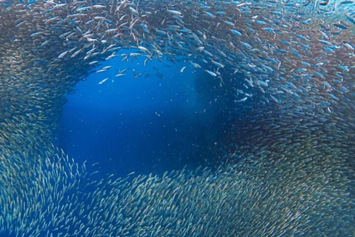 un gran cercle de peixos a l'aigua