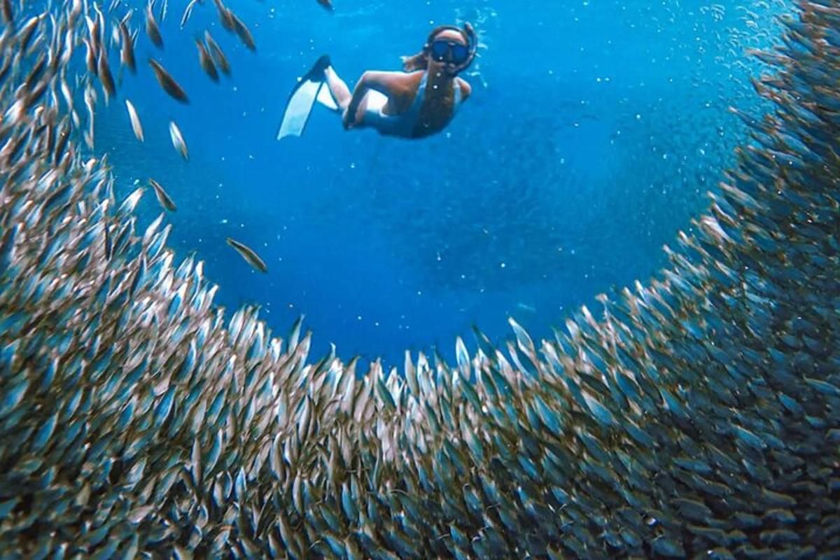 una persona nedant a l'aigua amb un banc de peixos