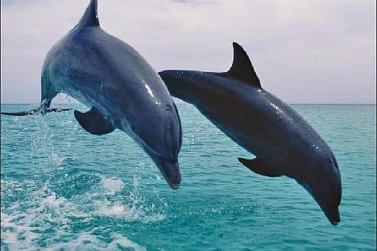 two dolphins jumping out of the water
