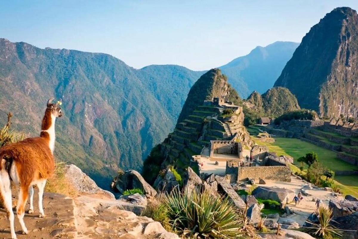 un lama in piedi sulla cima di una montagna che osserva le rovine
