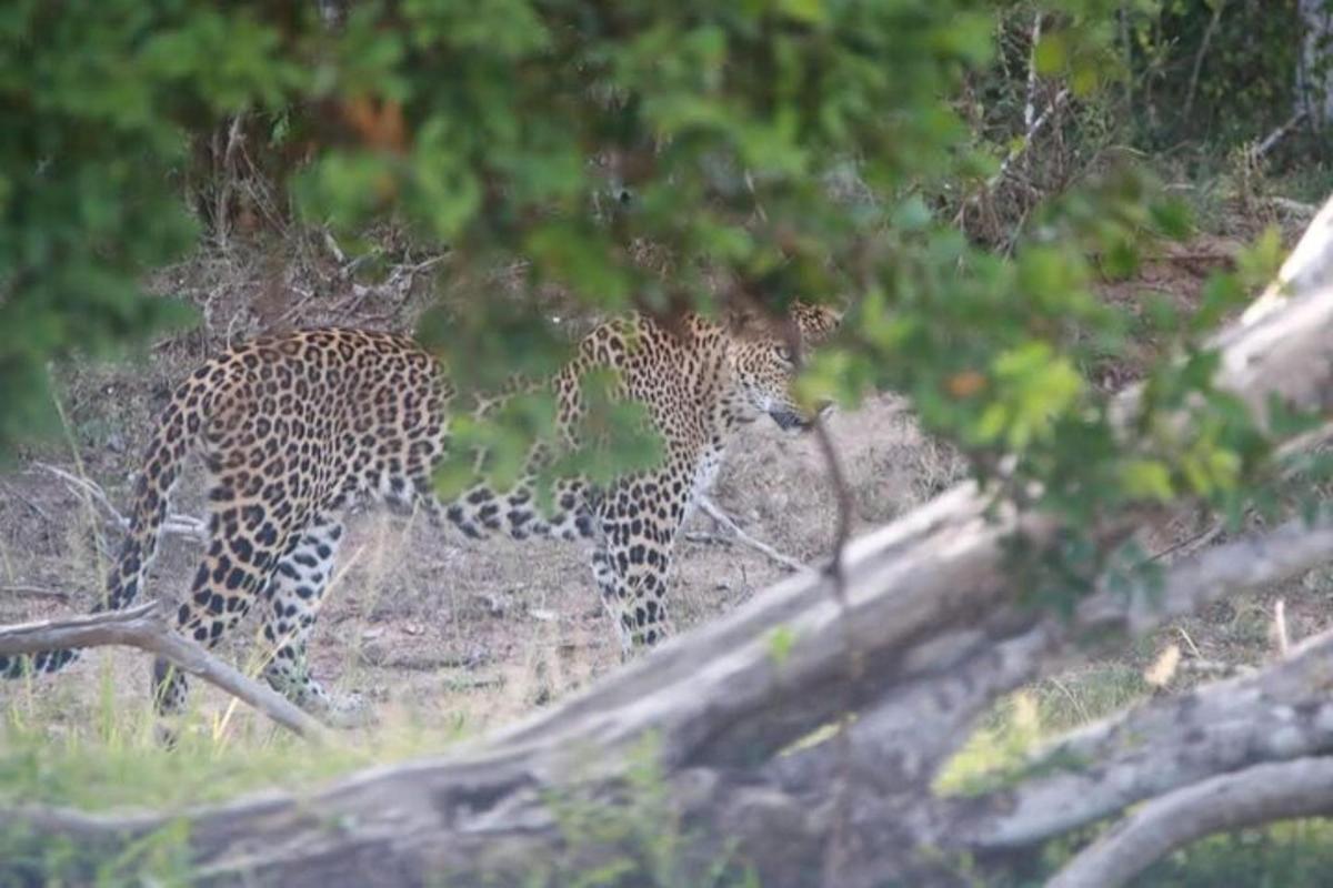 leopard kõnnib põllul rohus