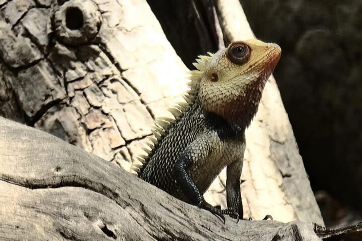 un lagarto sentado en la parte superior de la rama de un árbol