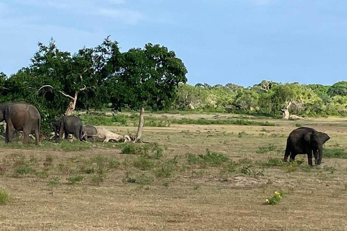 eine Gruppe von Elefanten steht auf einem Feld