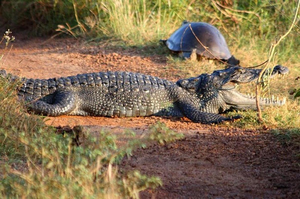 a crocodile and a turtle on a dirt road