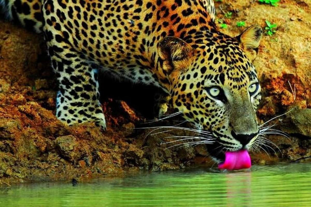 ein Jaguar, der mit seiner Zunge im Wasser steht