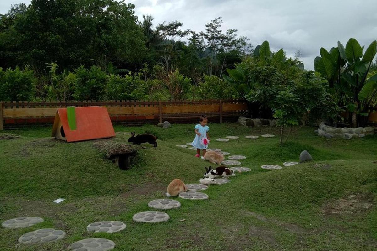 una bambina in piedi in un cortile con alcuni animali