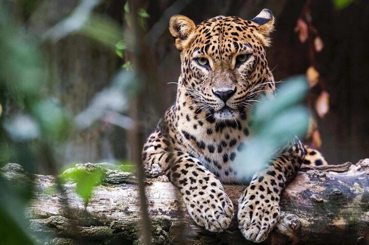 ein Leopard, der oben auf einem Ast sitzt