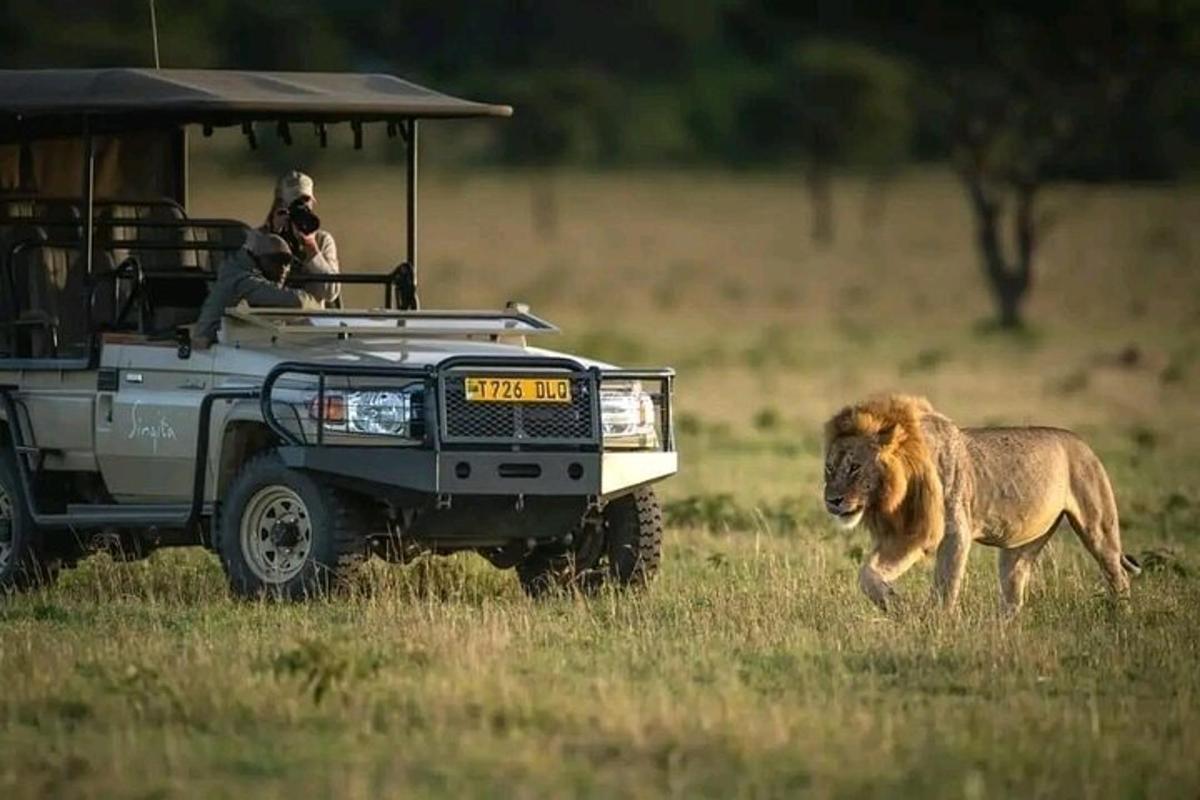 un leone corre davanti a una jeep