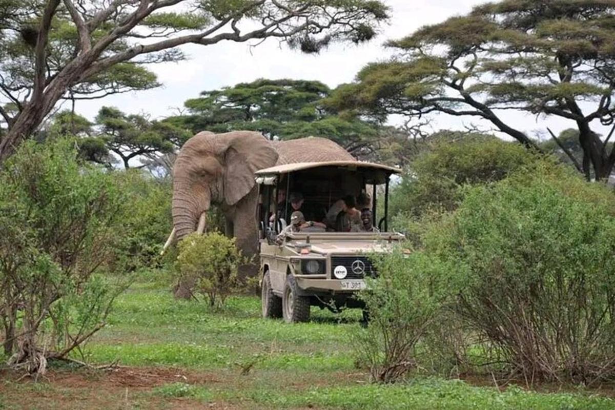 an elephant standing next to a vehicle with people in it
