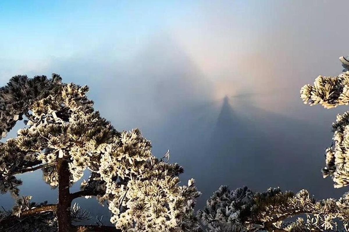 a view of a tree with snow on it