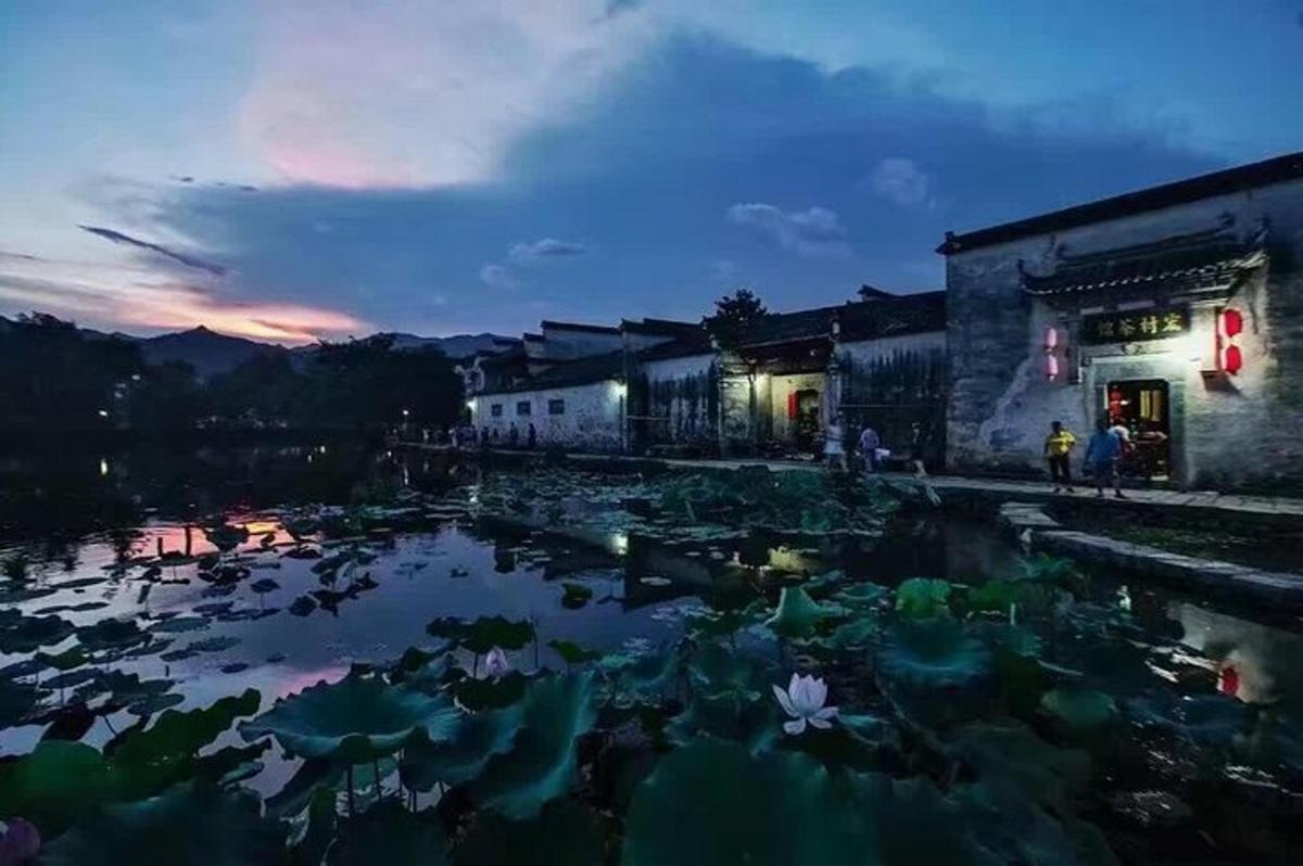 un étang rempli de nénuphars la nuit