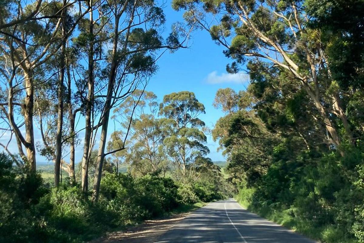 an empty road with trees on either side