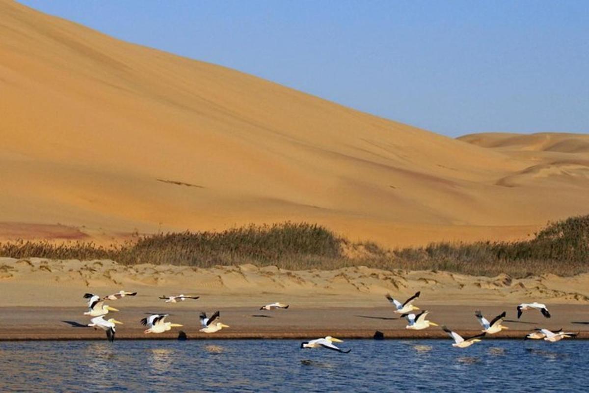 a flock of birds flying over the water in the desert