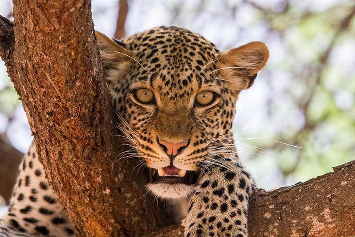 un leopardo è seduto su un albero