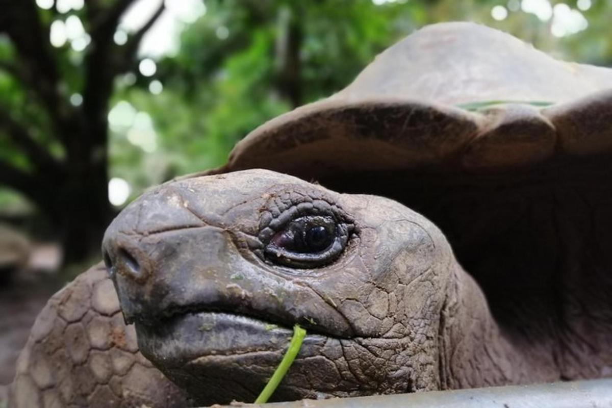 a close up of the face of a statue of a tortoise