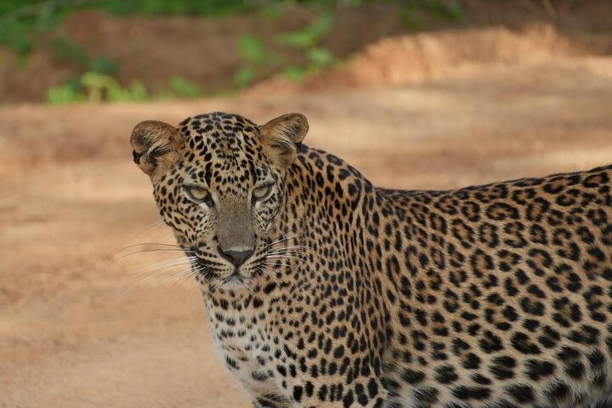 a leopard is standing on a dirt road