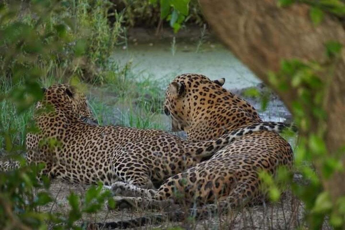 two cheetahs sitting next to each other in the grass