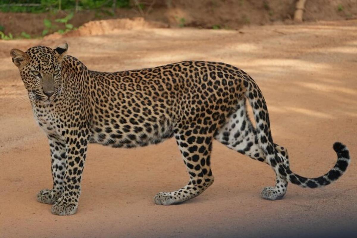 a leopard standing on a dirt road