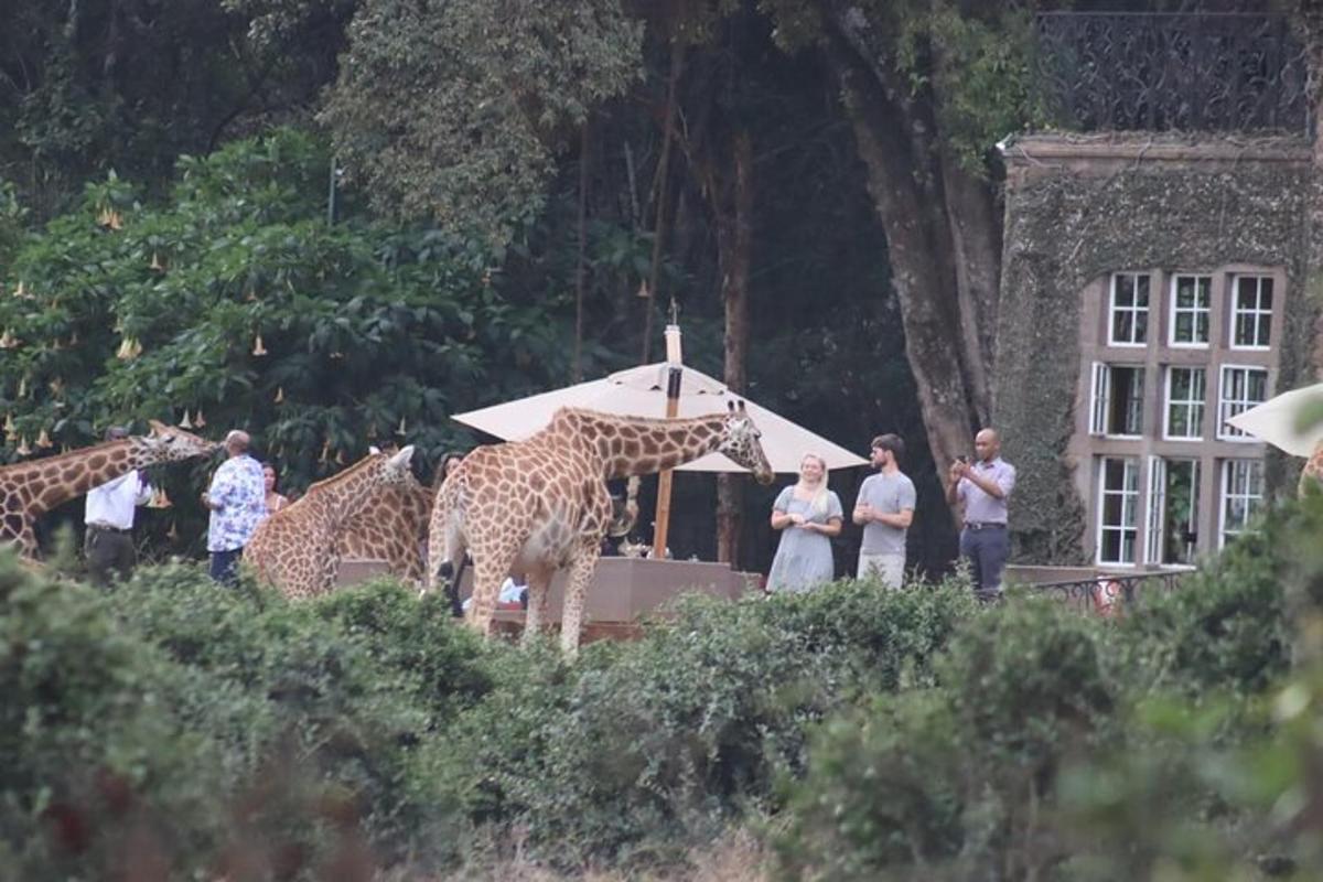 Skupina žiraf stojících před budovou