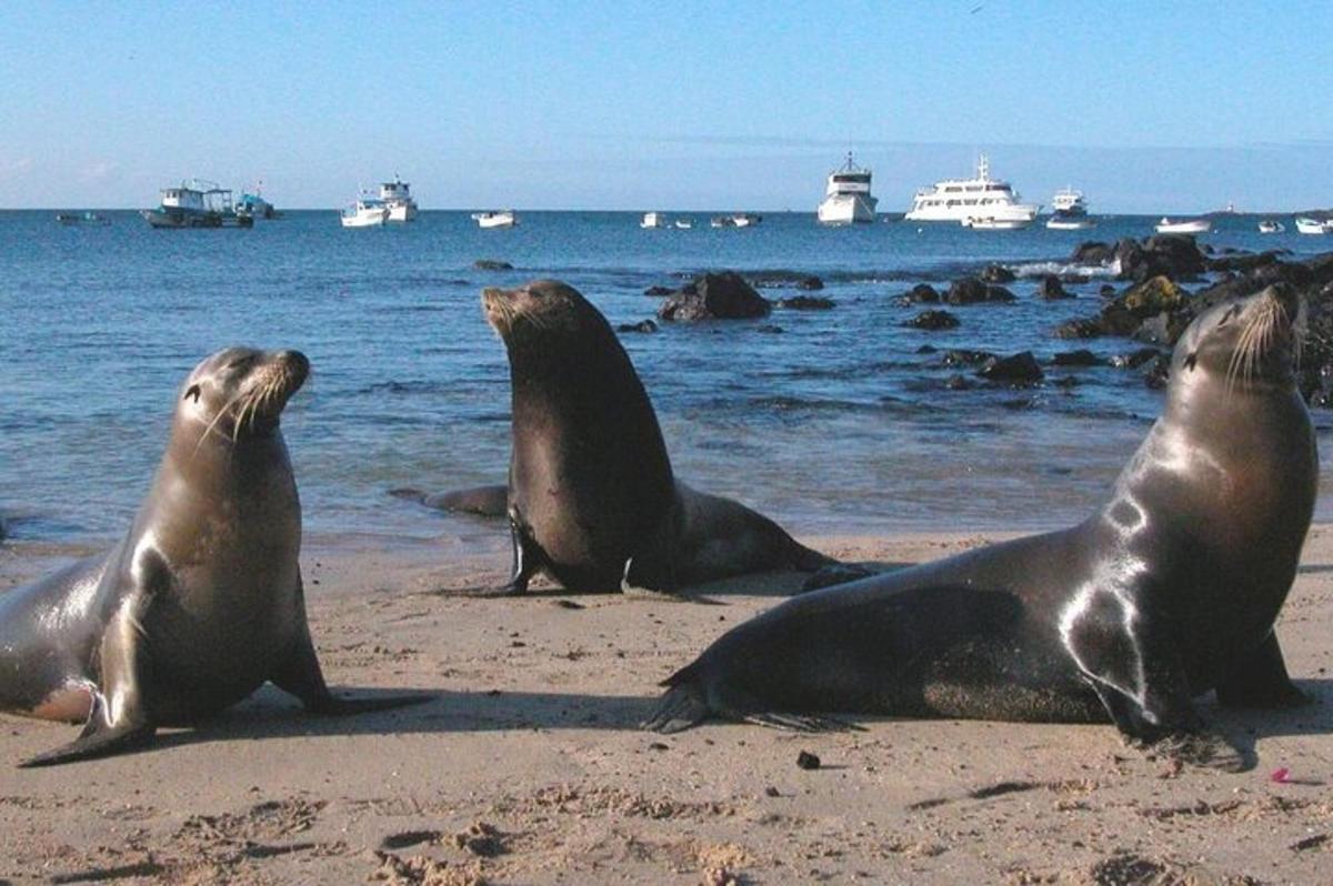 three seals laying on the beach near the water