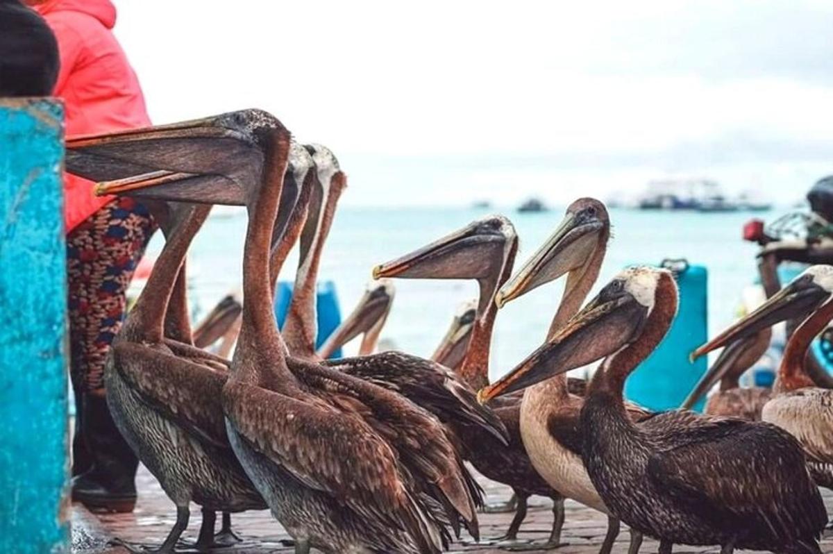 a group of pelicans standing next to the water