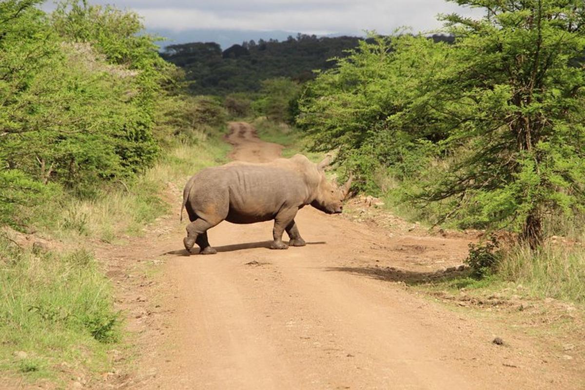 un elefante che cammina lungo una strada sterrata