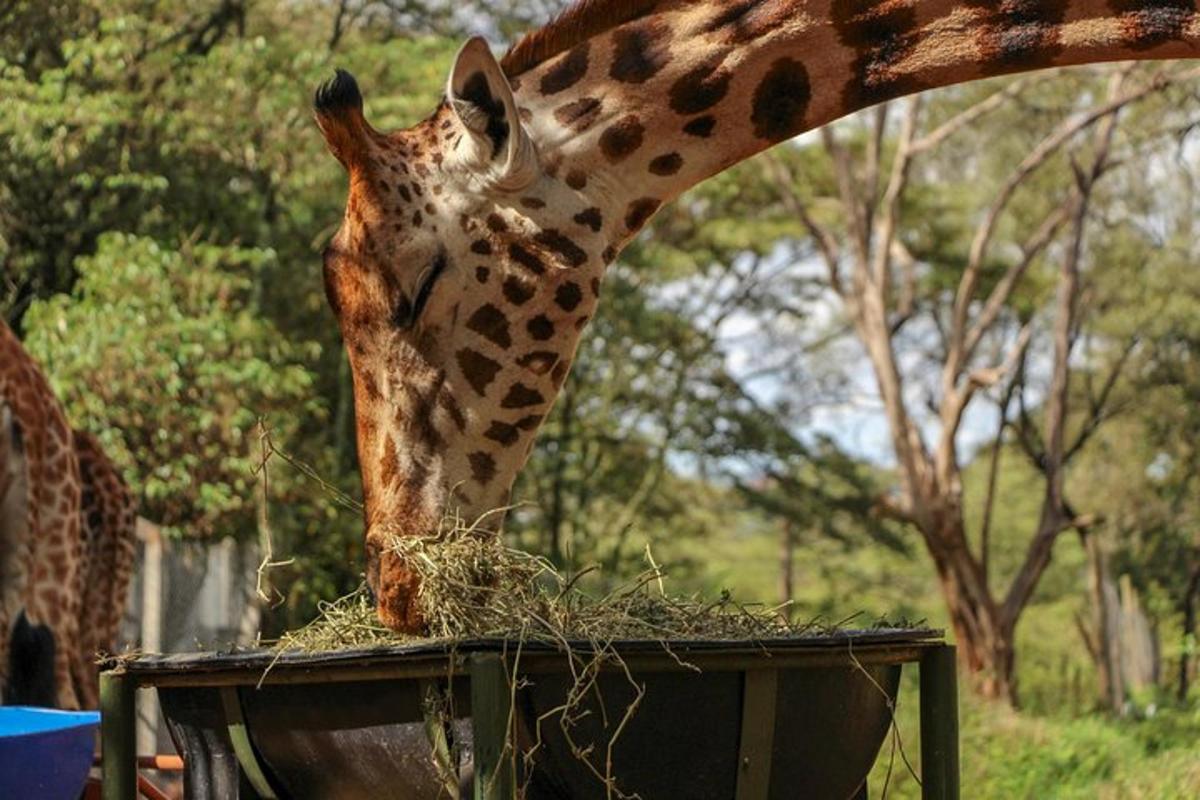una giraffa sta mangiando fieno da una scatola