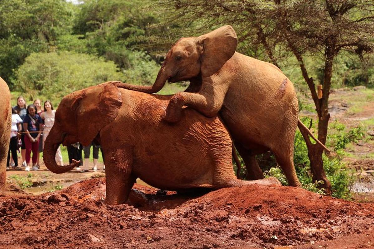 due elefanti in piedi sul dorso di un cucciolo di elefante