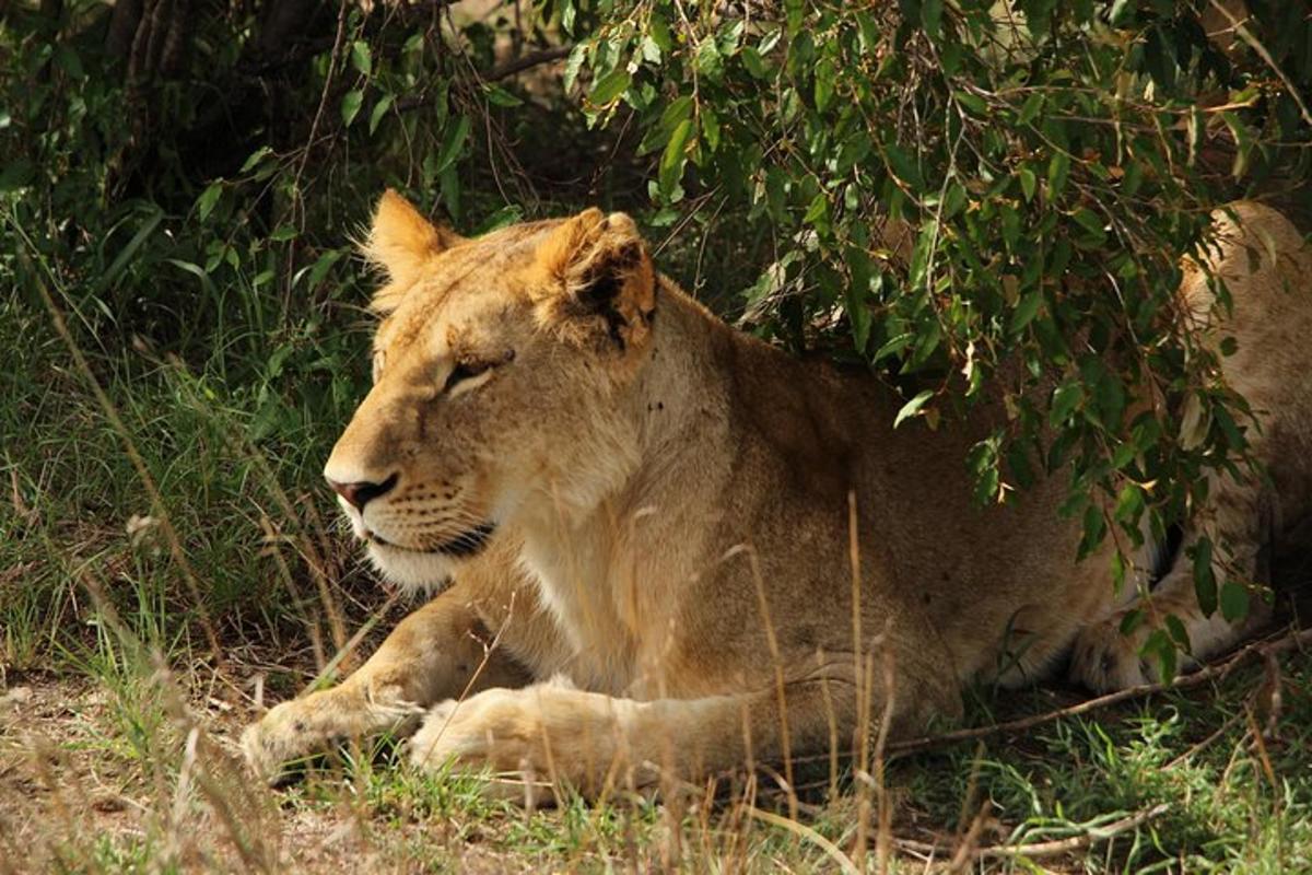 un leone sdraiato sull'erba sotto un albero