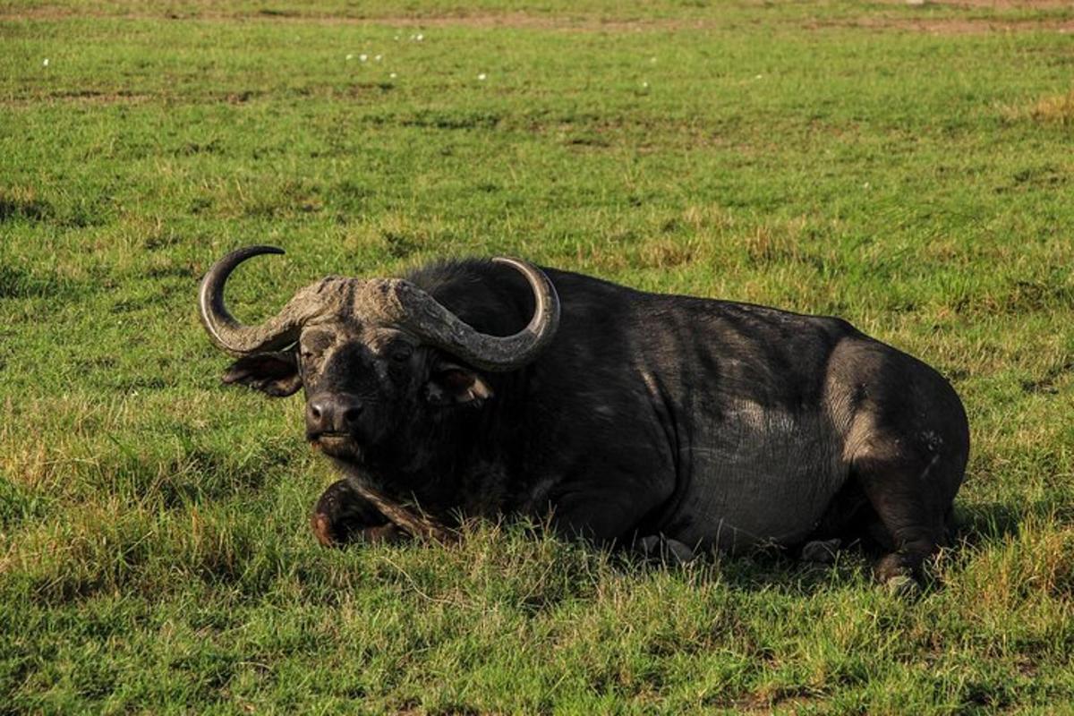 un toro sdraiato sull'erba in un campo