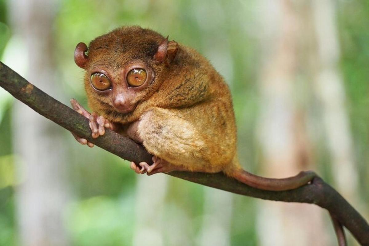 un petit mico assegut en una branca d'arbre