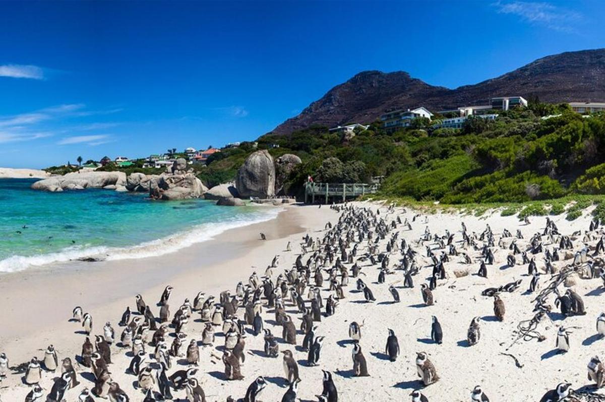 a flock of penguins standing on a beach