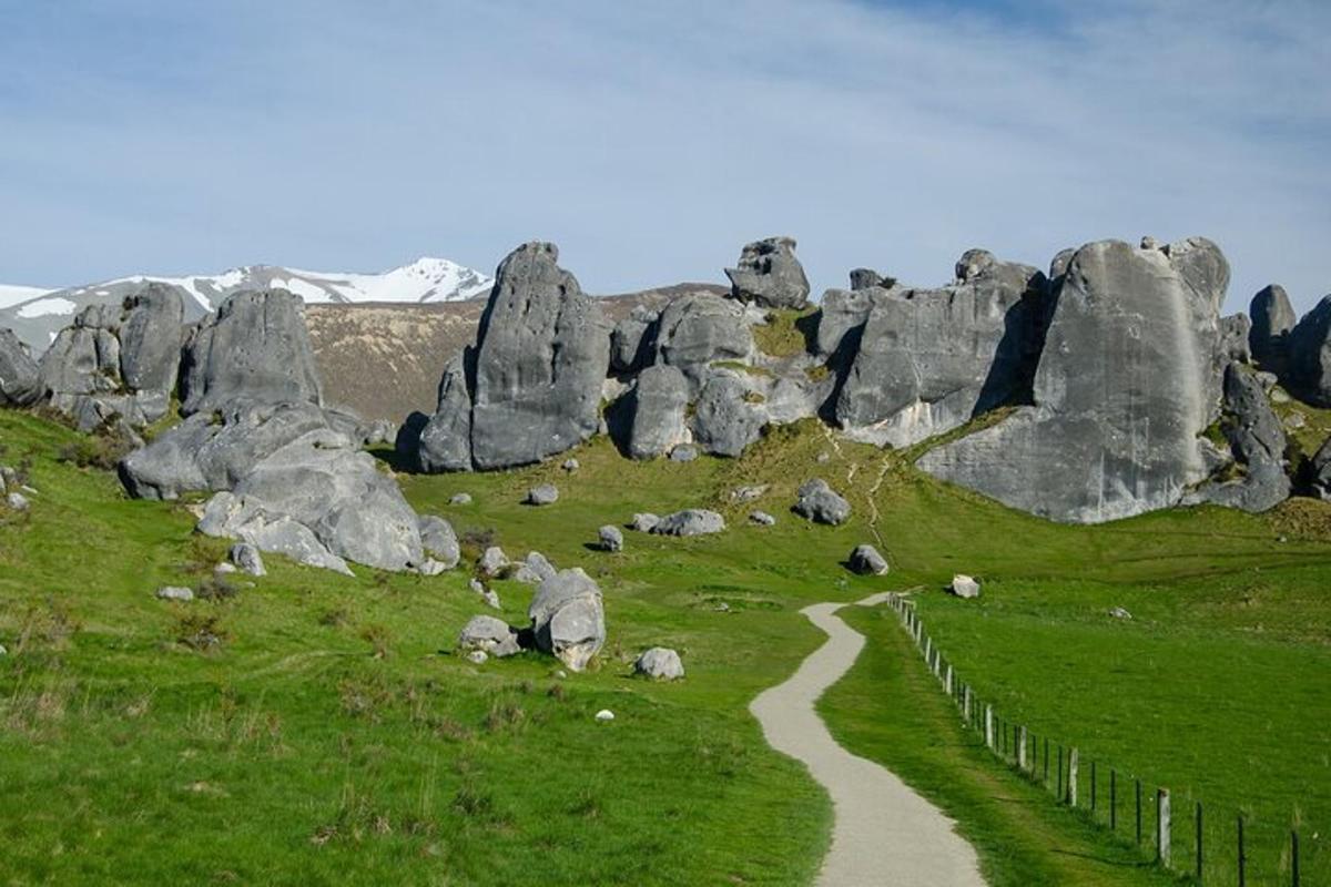 a group of sheep laying in a field next to rocks