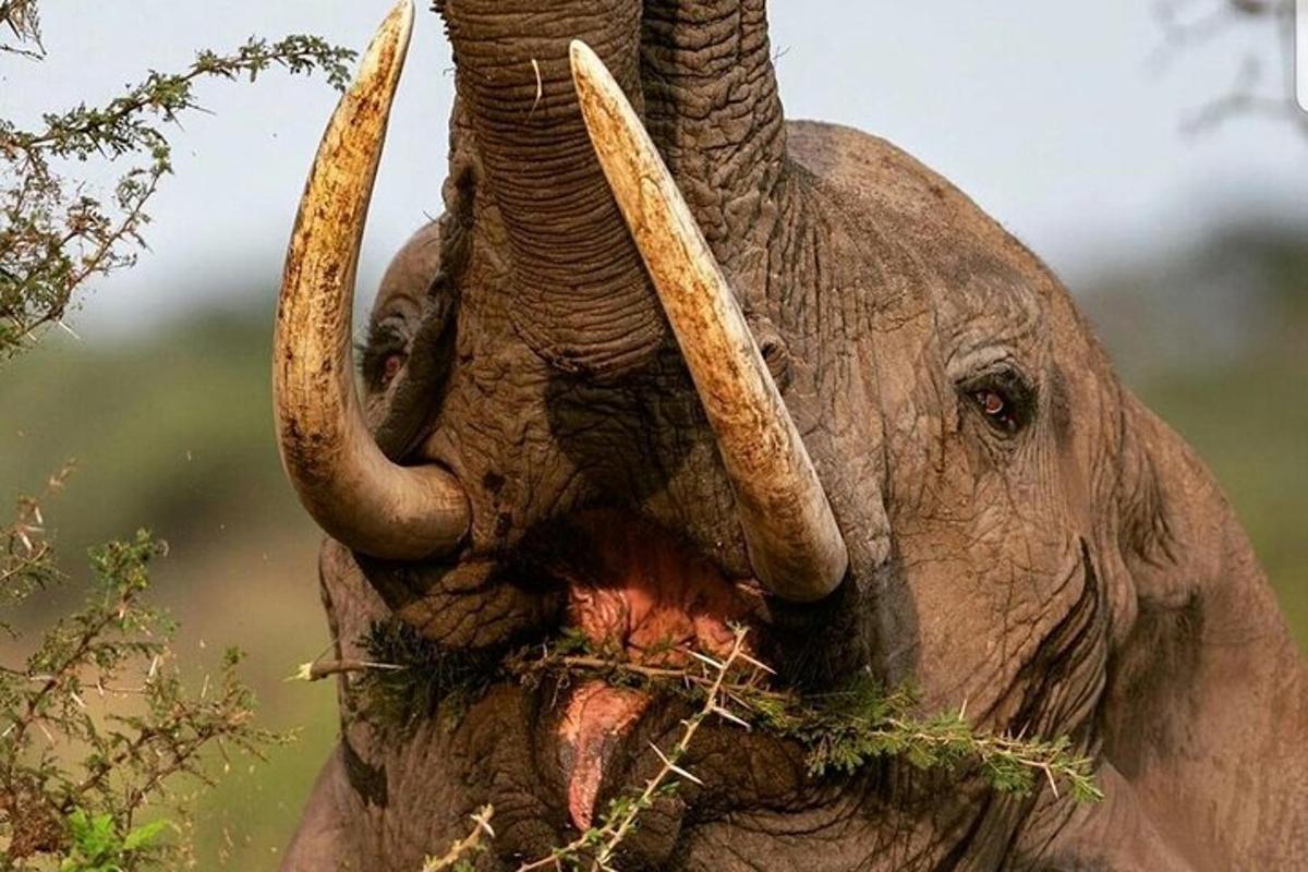 an elephant is eating grass with its trunk