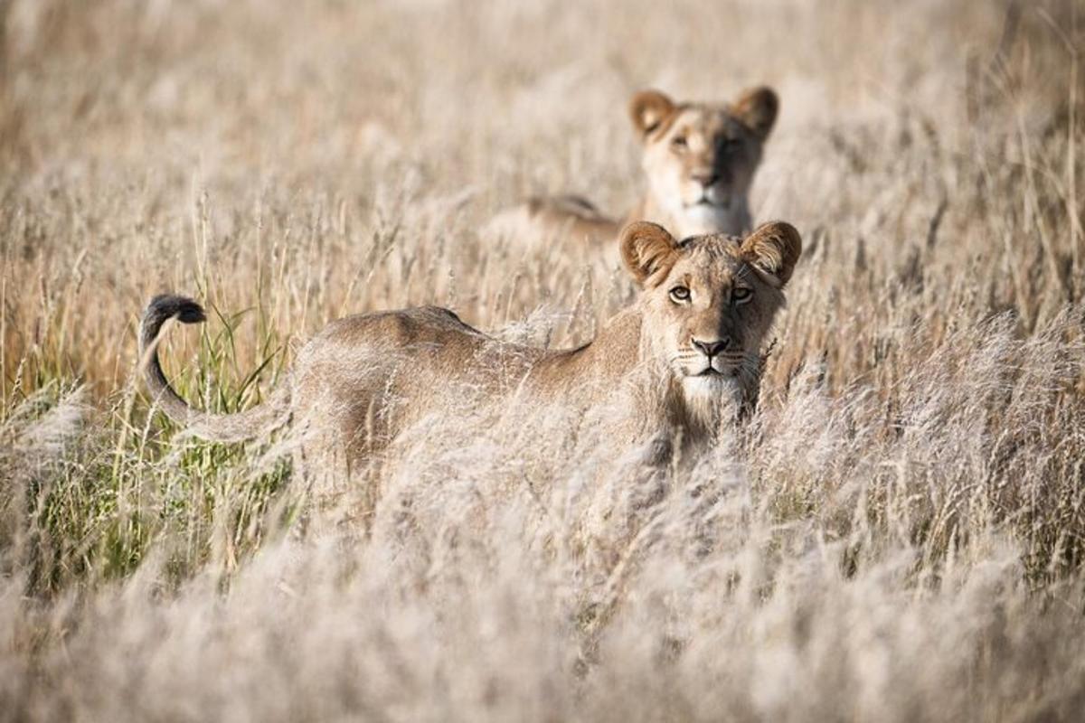 due leoni che camminano in un campo di erba alta