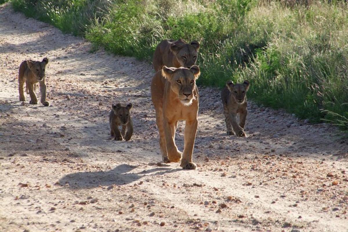 un grup de vaques caminant per un camí de terra