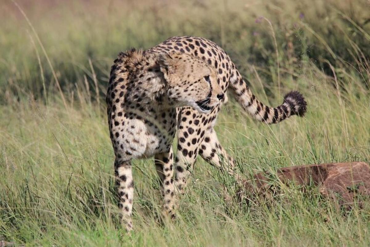 a cheetah walking in a field of tall grass