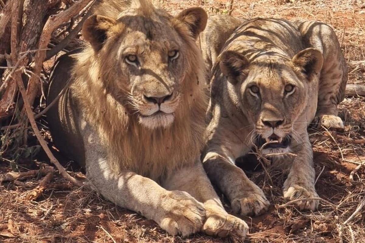 Dos leones acostados en el suelo uno al lado del otro